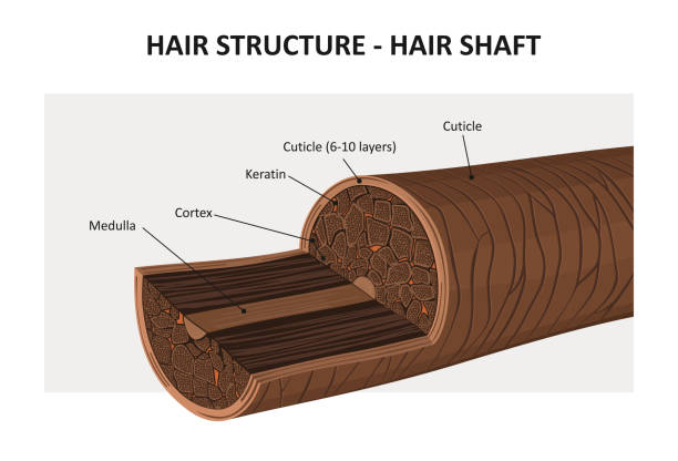 The Science of Hair: Understanding Your Hair's Unique Needs